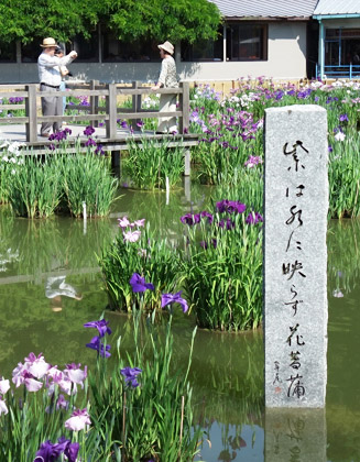 高浜虚子の長男、高浜年尾が1973年(昭和48年)太宰府吟行の折につくった自筆の「紫は水に映らず花菖蒲」の句碑
