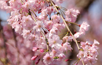 可憐な宗因（そういん）桜の花