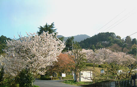 発心公園の桜を望む