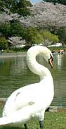 勝盛公園の池には白鳥がいる