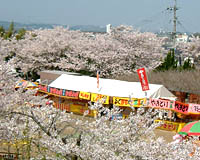 丸山公園の桜の開花時期には多くの露店もでる