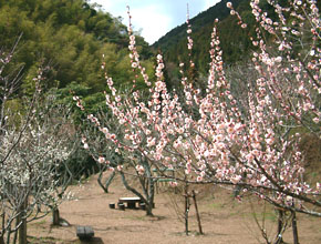 三岳梅林公園の梅