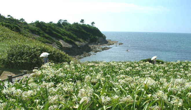 夏井ケ浜のハマユウ 福岡県芦屋町 九州の花と紅葉