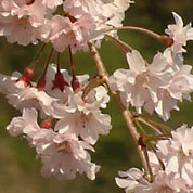 力丸ダム十二支苑のシダレ桜の花