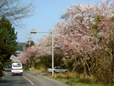 県営力丸ダム周辺の桜