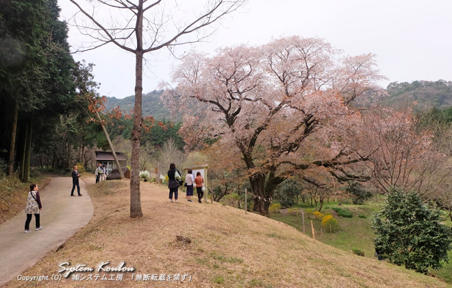 千女房の山桜（せんにょうぼうのやまざくら）は、みやこ町勝山宮原の山里にある山桜