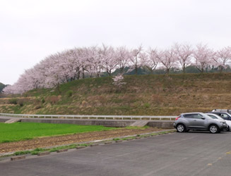 みやこ町勝山運動公園の桜もきれい！