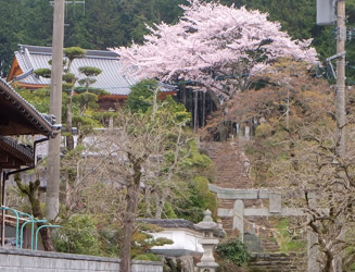 道中の勝山宮原地区の若宮八幡神社の桜もきれい