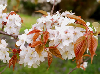 葉と花が同時に開くのが山桜の特徴