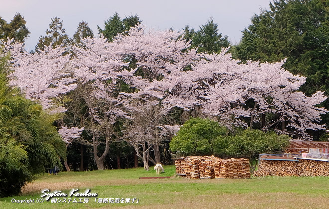 住宅のそばにソメイヨシノの桜も見える