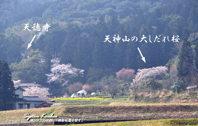 福岡県築上郡築上町本庄（天徳寺）そばにある『天神山の大しだれ桜』