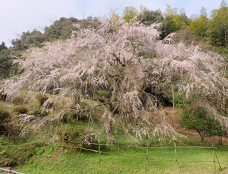 『天神山の大しだれ桜』はボリュームがある