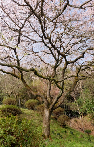 推定樹齢約７０年の枝垂桜（江戸彼岸桜）