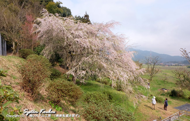 『天神山の大しだれ桜』を横から見る　※今年の一番の見頃は３月３０日頃だった