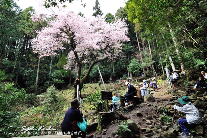 推定樹齢６００年の虎尾桜。開花時期には多くの見学者が訪れる