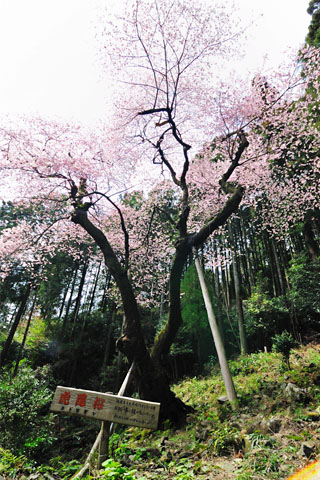 ６００年間花を咲かせている虎尾桜はエドヒガンの古樹
