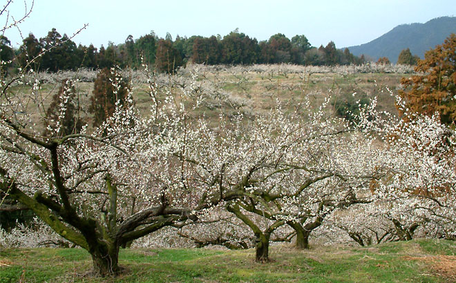 みやこ町（旧：豊津町）豊津梅園には約６０００本の梅の木がある