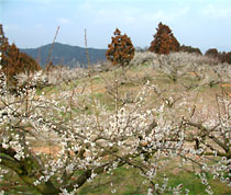 豊津梅園周辺の丘陵地は梅の花で埋まる