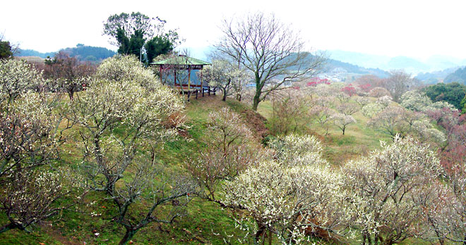 約１０００本の梅の木がある筑前山田安国寺梅林公園