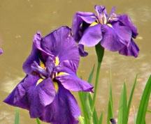 夜宮公園の妖艶な紫の花菖蒲