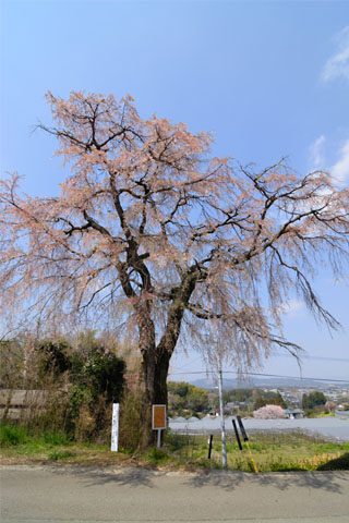 笹尾のしだれ桜。今年の見頃は3月26日頃であったらしい