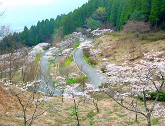 じつは上の九十九曲の道沿いにも多くの桜がある