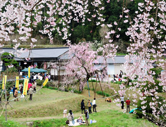 ４月上旬には「深泉寺しだれ桜まつり」が開催される
