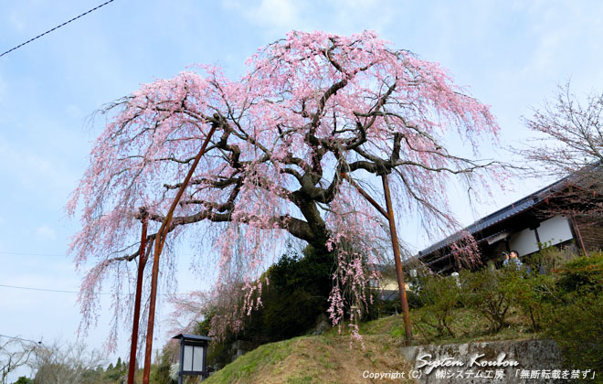 光円寺にあるしだれ桜は高原の集落「小柿山（おがきやま）」の一角にある