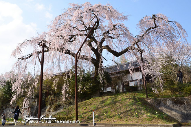 天文２年（１５５３年）の創建である光円寺の庭にある「光円寺のしだれ桜」