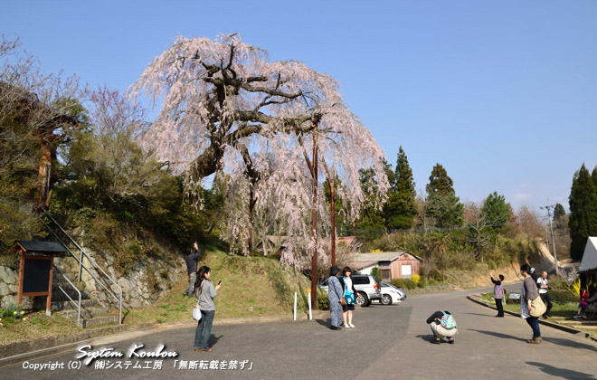 山里に咲く「しだれ桜」はとても人気があり見学者が絶えない