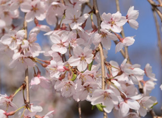光円寺のしだれ桜の花