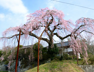 光円寺のしだれ桜