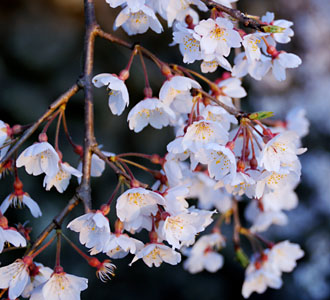 品のある小さめな花