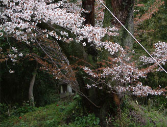 魚見桜の枯れかかっている幹