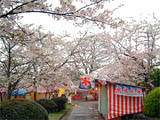 旭ヶ岡公園の桜の開花時期には露店もたくさん出店