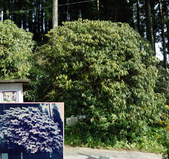 まだ咲いてなかった樹齢四百年の弁財天シャクナゲ