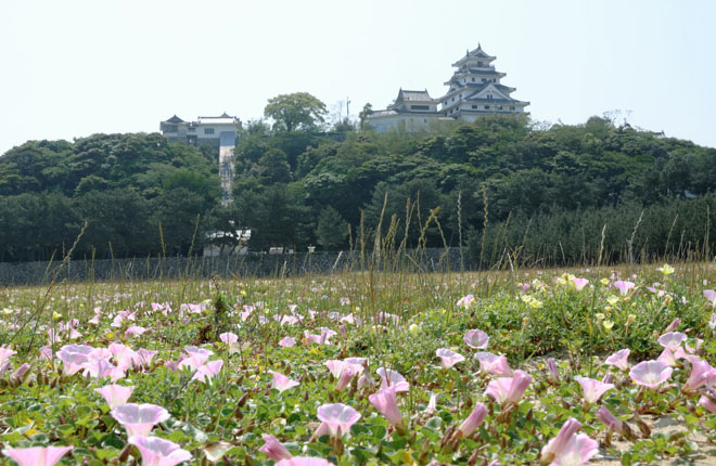 唐津城の西にある西の浜のハマヒルガオ