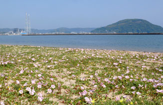 西の浜の方が群生地が広い