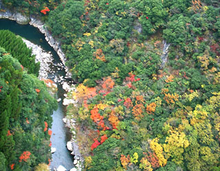 鮎の瀬大橋の橋の上から見る下の渓谷（緑仙峡）と紅葉