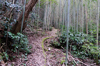 途中の竹やぶの中の道（この道は「行者道」と言います）