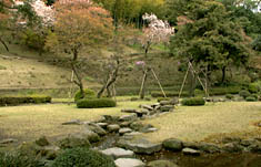 磯庭園（仙巌園）の曲水の庭と山桜
