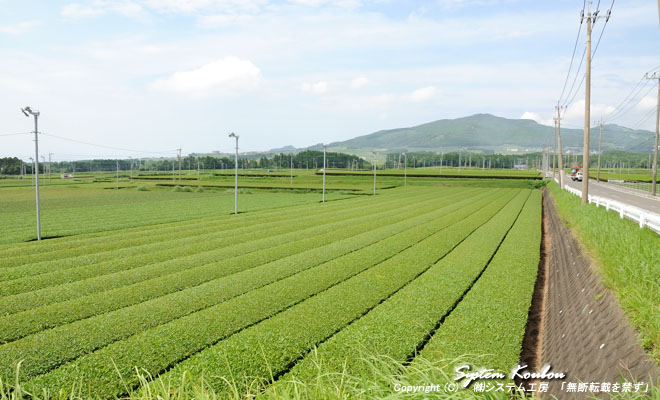 【知覧茶】知覧はお茶の産地で、昔から静岡や宇治と並ぶ銘茶の産地、県道３４号線（枕崎知覧線）沿いには多くの茶畑が広がる