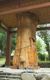 手野の大スギ、樹齢約2000年だったが平成３年の台風で地上11m付近から折れて、その後枯れた（元国指定天然記念物）