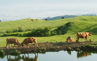 米塚周辺には多くの牛が放牧されている
