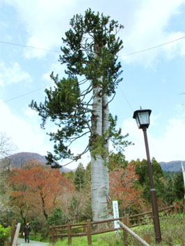 小糸家の高野槙（マキ）樹齢約250年、周囲3m（蘇市指定天然記念物）