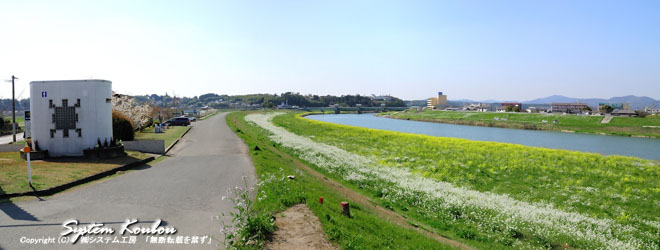 菜の花がきれいな菊池川沿い ( 中央の高台に「かんぽの宿 山鹿」がある )