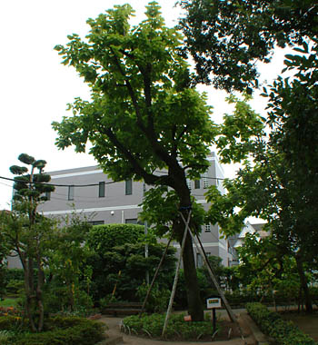 徳富記念園にある新島譲がアメリカ土産に贈ったカタルパの木の２世
