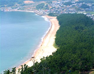 「日本の名松百選」に選ばれた野田浜海水浴場