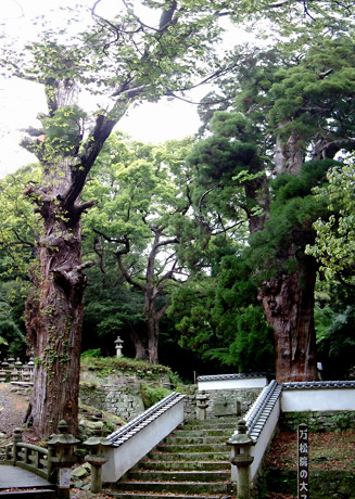 樹齢1200年と言われる万松院の大スギ(大杉)