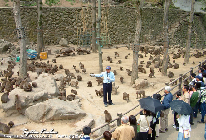 벳부 /다카사키자연동물원/ <b>高崎山自然動物園</b>
